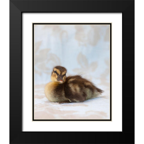 Peanut Black Modern Wood Framed Art Print with Double Matting by Soderman, Tania