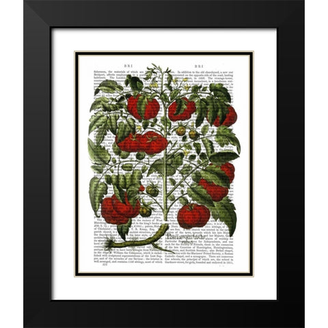Tomato Plant Black Modern Wood Framed Art Print with Double Matting by Fab Funky