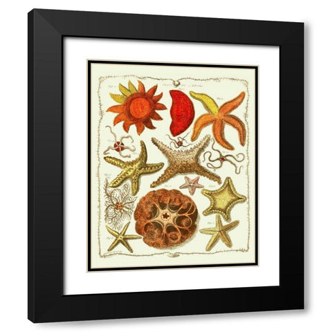 Starfish and Sea Urchins a Black Modern Wood Framed Art Print with Double Matting by Fab Funky