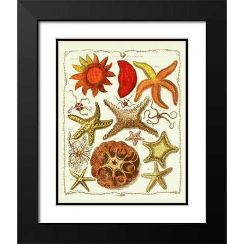 Starfish and Sea Urchins a Black Modern Wood Framed Art Print with Double Matting by Fab Funky