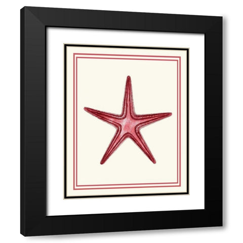 Mixed Nautical Coral on Cream a Black Modern Wood Framed Art Print with Double Matting by Fab Funky