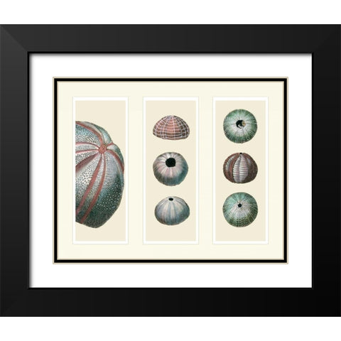 Sea Urchins on 3 Panels Black Modern Wood Framed Art Print with Double Matting by Fab Funky