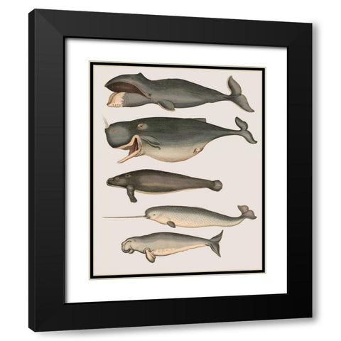 Five Vintage Whales Black Modern Wood Framed Art Print with Double Matting by Fab Funky