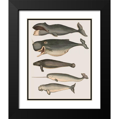 Five Vintage Whales Black Modern Wood Framed Art Print with Double Matting by Fab Funky