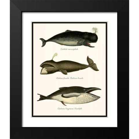 Trio of Vintage Whales Black Modern Wood Framed Art Print with Double Matting by Fab Funky