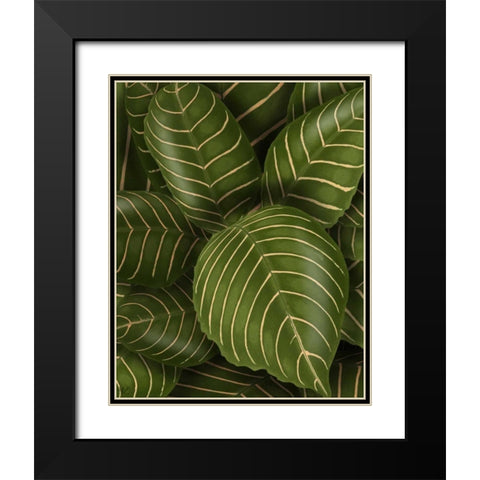 Aphelandri Leopoldi Black Modern Wood Framed Art Print with Double Matting by Fab Funky