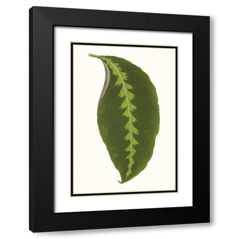 Collected Leaves I Black Modern Wood Framed Art Print with Double Matting by Vision Studio