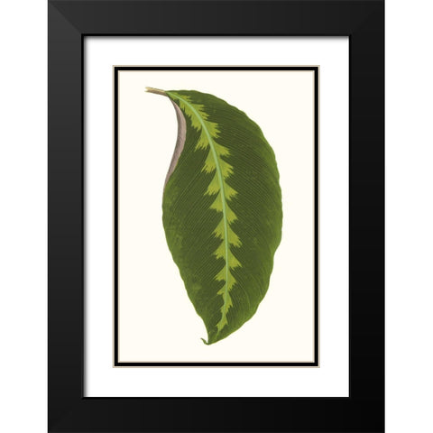 Collected Leaves I Black Modern Wood Framed Art Print with Double Matting by Vision Studio
