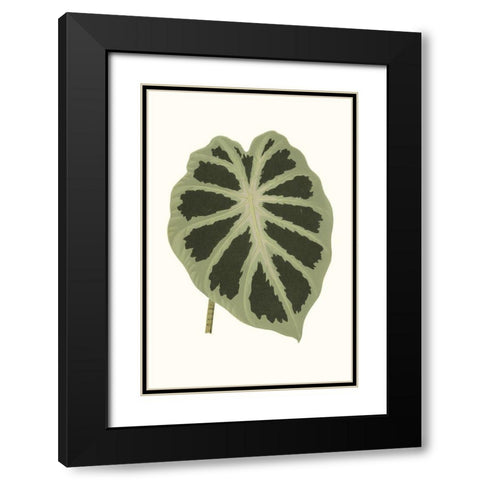 Collected Leaves VII Black Modern Wood Framed Art Print with Double Matting by Vision Studio