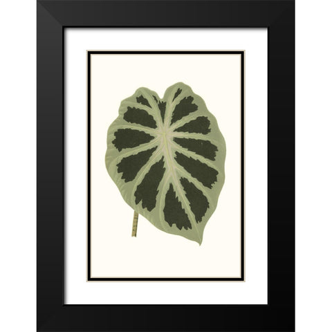 Collected Leaves VII Black Modern Wood Framed Art Print with Double Matting by Vision Studio