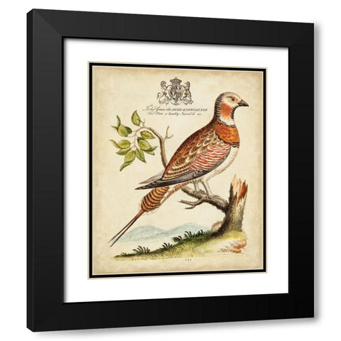 Regal Birds I Black Modern Wood Framed Art Print with Double Matting by Edwards, George
