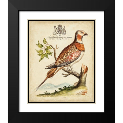 Regal Birds I Black Modern Wood Framed Art Print with Double Matting by Edwards, George