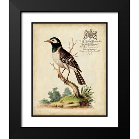 Regal Birds II Black Modern Wood Framed Art Print with Double Matting by Edwards, George