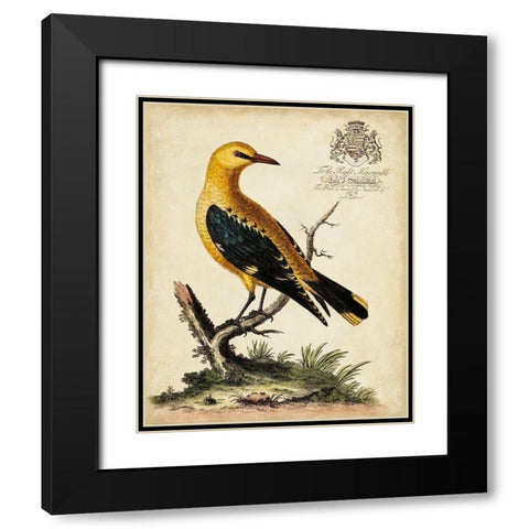 Regal Birds III Black Modern Wood Framed Art Print with Double Matting by Edwards, George