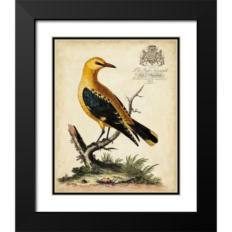 Regal Birds III Black Modern Wood Framed Art Print with Double Matting by Edwards, George