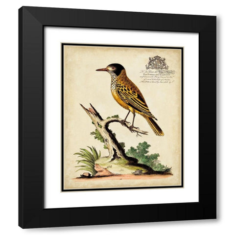Regal Birds IV Black Modern Wood Framed Art Print with Double Matting by Edwards, George