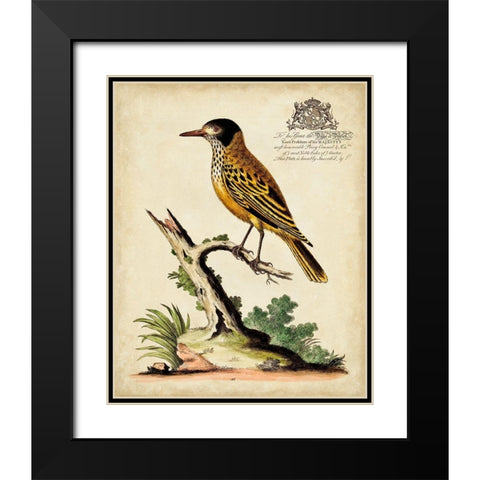 Regal Birds IV Black Modern Wood Framed Art Print with Double Matting by Edwards, George