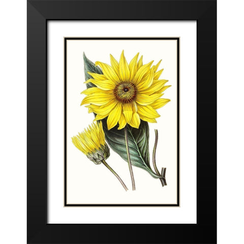 Paxton Florals II Black Modern Wood Framed Art Print with Double Matting by Paxton
