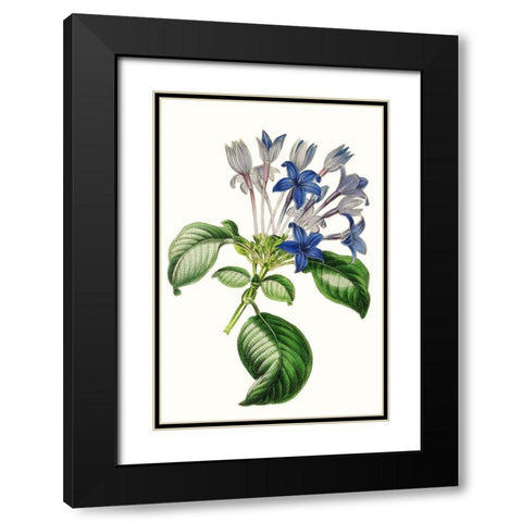 Paxton Florals IV Black Modern Wood Framed Art Print with Double Matting by Paxton