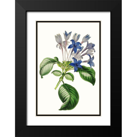 Paxton Florals IV Black Modern Wood Framed Art Print with Double Matting by Paxton