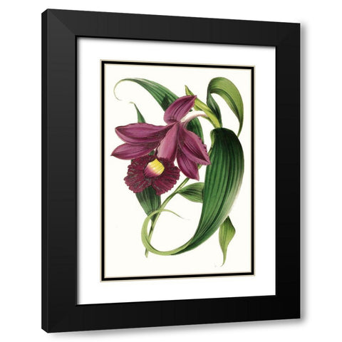 Paxton Florals V Black Modern Wood Framed Art Print with Double Matting by Paxton