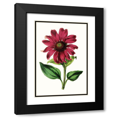 Paxton Florals VI Black Modern Wood Framed Art Print with Double Matting by Paxton