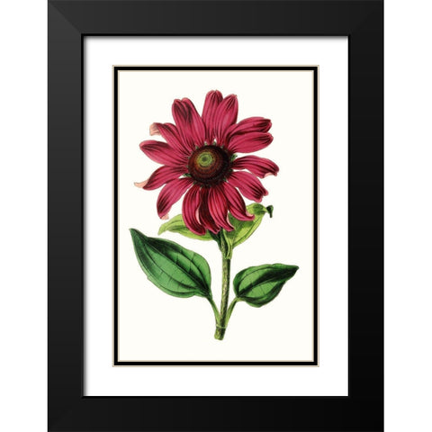 Paxton Florals VI Black Modern Wood Framed Art Print with Double Matting by Paxton