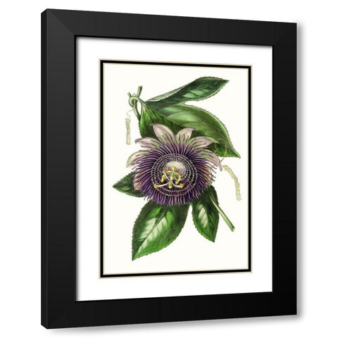 Paxton Florals VII Black Modern Wood Framed Art Print with Double Matting by Paxton