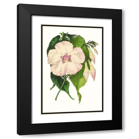 Paxton Florals VIII Black Modern Wood Framed Art Print with Double Matting by Paxton