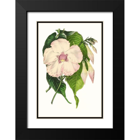Paxton Florals VIII Black Modern Wood Framed Art Print with Double Matting by Paxton