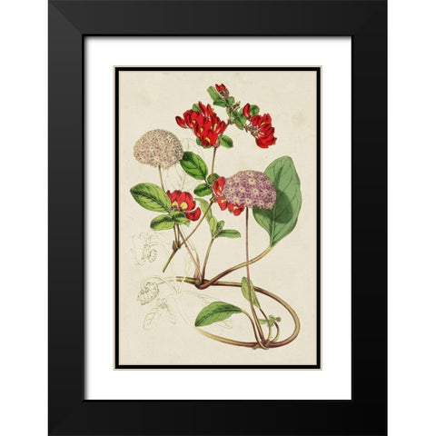 Paxton Botanical Pairing III Black Modern Wood Framed Art Print with Double Matting by Paxton