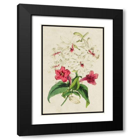 Paxton Botanical Pairing VI Black Modern Wood Framed Art Print with Double Matting by Paxton