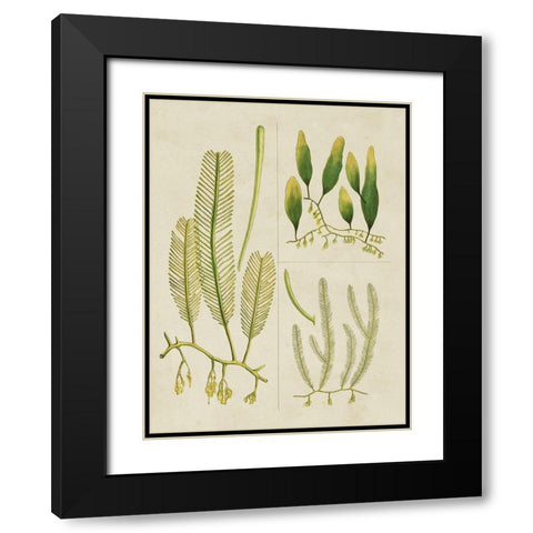 Vintage Sea Grass I Black Modern Wood Framed Art Print with Double Matting by Vision Studio