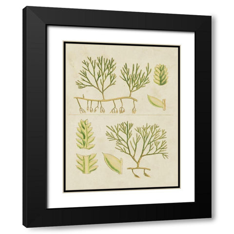 Vintage Sea Grass II Black Modern Wood Framed Art Print with Double Matting by Vision Studio