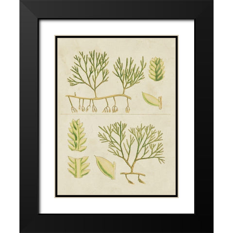 Vintage Sea Grass II Black Modern Wood Framed Art Print with Double Matting by Vision Studio