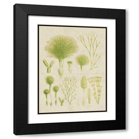 Vintage Sea Grass III Black Modern Wood Framed Art Print with Double Matting by Vision Studio