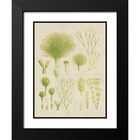 Vintage Sea Grass III Black Modern Wood Framed Art Print with Double Matting by Vision Studio