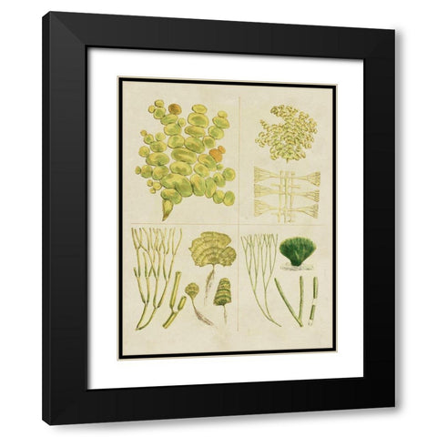 Vintage Sea Grass IV Black Modern Wood Framed Art Print with Double Matting by Vision Studio