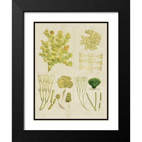 Vintage Sea Grass IV Black Modern Wood Framed Art Print with Double Matting by Vision Studio