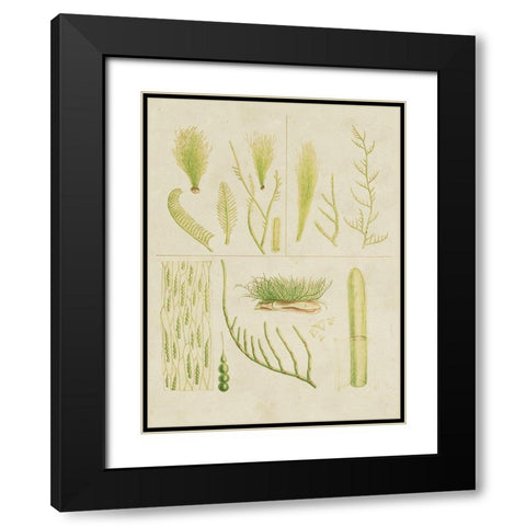 Vintage Sea Grass VI Black Modern Wood Framed Art Print with Double Matting by Vision Studio