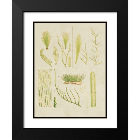 Vintage Sea Grass VI Black Modern Wood Framed Art Print with Double Matting by Vision Studio