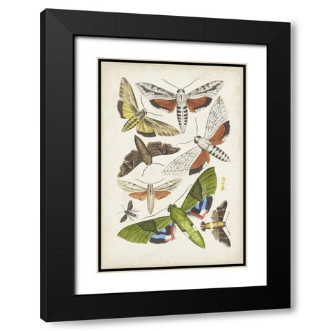 Antique Moths II Black Modern Wood Framed Art Print with Double Matting by Unknown