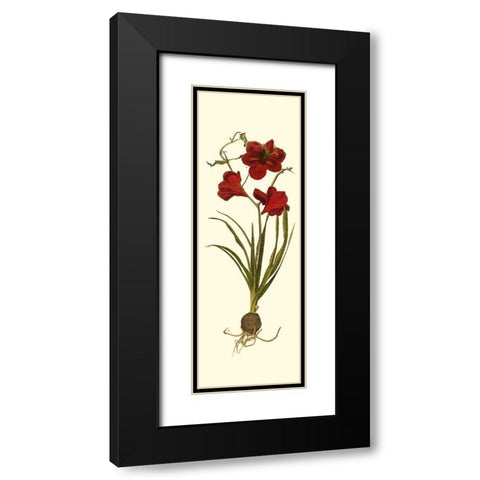 Custom Amaryllis Panel I Black Modern Wood Framed Art Print with Double Matting by Vision Studio