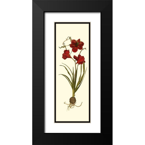 Custom Amaryllis Panel I Black Modern Wood Framed Art Print with Double Matting by Vision Studio