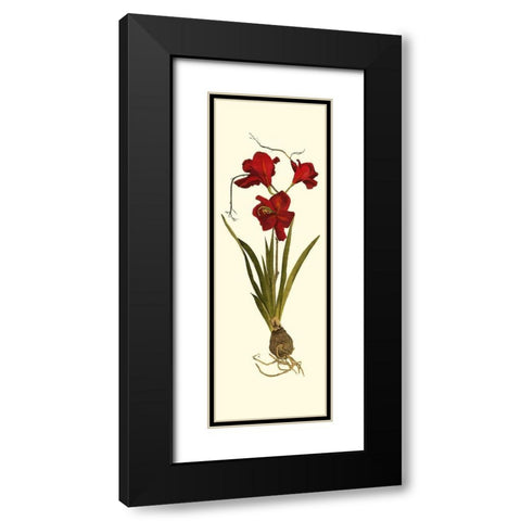 Custom Amaryllis Panel II Black Modern Wood Framed Art Print with Double Matting by Vision Studio