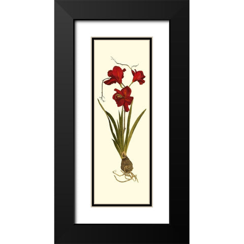 Custom Amaryllis Panel II Black Modern Wood Framed Art Print with Double Matting by Vision Studio