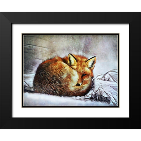Red Fox Curl Up Black Modern Wood Framed Art Print with Double Matting by Aldridge, Ashley