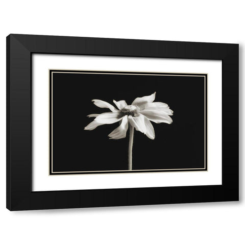 Elegance Floral II Black Modern Wood Framed Art Print with Double Matting by Poinski, Dianne