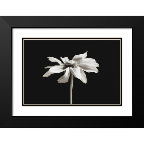 Elegance Floral II Black Modern Wood Framed Art Print with Double Matting by Poinski, Dianne