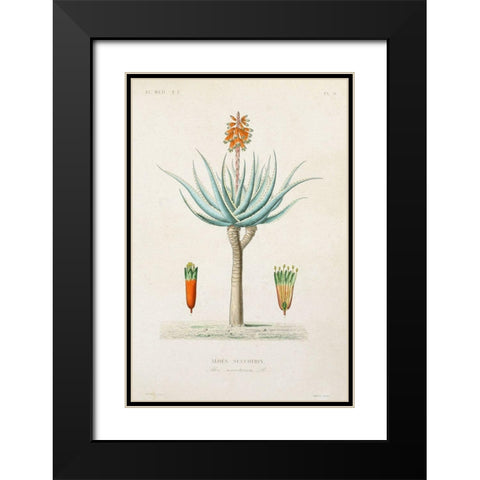 Antique Tree with Fruit I Black Modern Wood Framed Art Print with Double Matting by Unknown